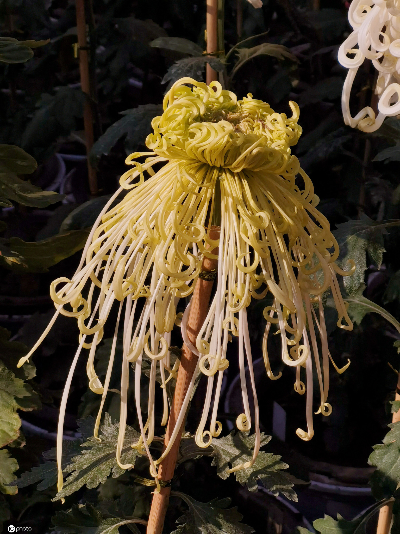 深秋到故宫赏菊花02七彩菊花大饱眼福