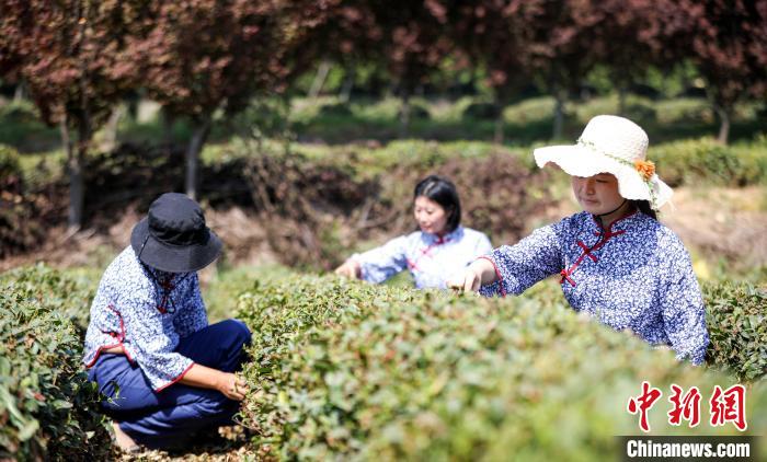 山东日照绿茶进入春茶采摘季