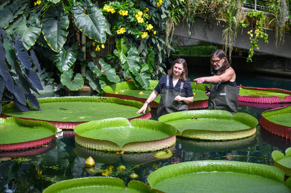 年7月报道,英国皇家植物园邱园的植物学家日前发现了巨型睡莲的新品种