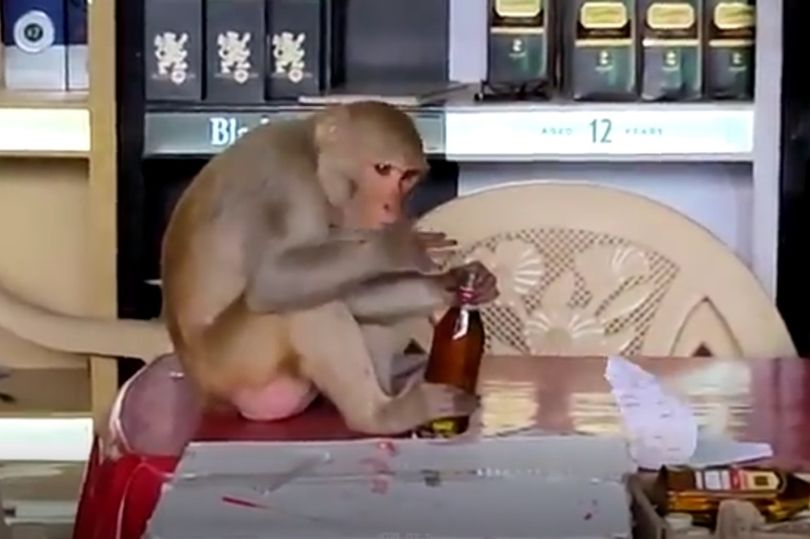 印度一只猴子闯入酒廊当着老板面喝下一瓶酒