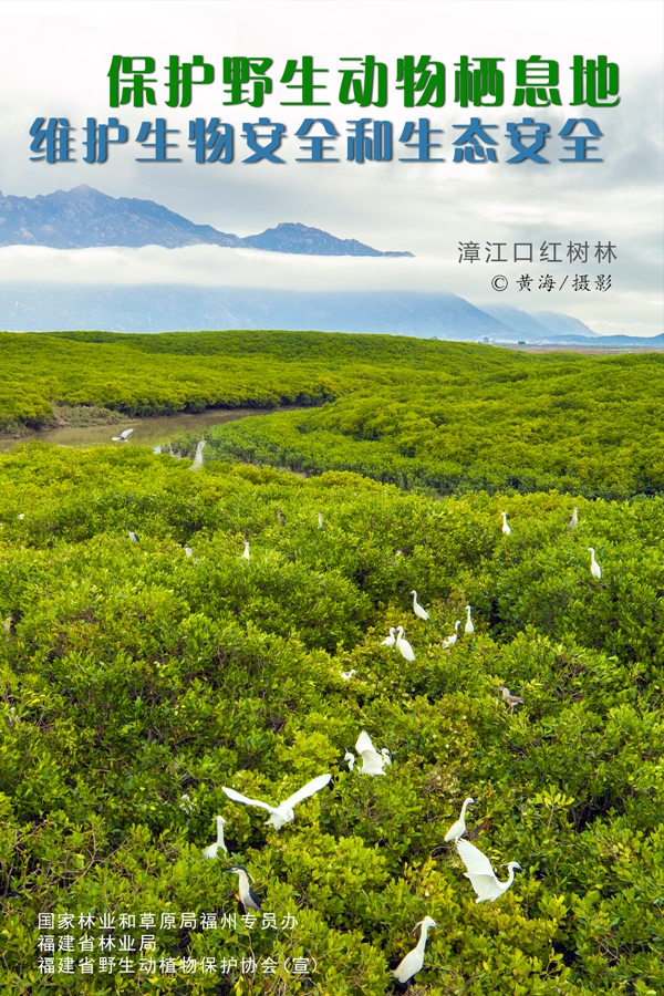 世界野生动植物日福建省林业局发布公益广告