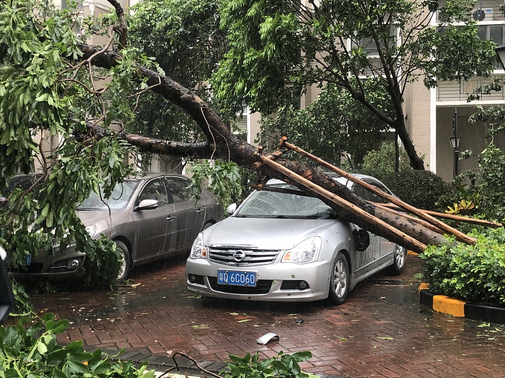 受台风"海高斯"影响 广东中山树木倾倒砸坏汽车