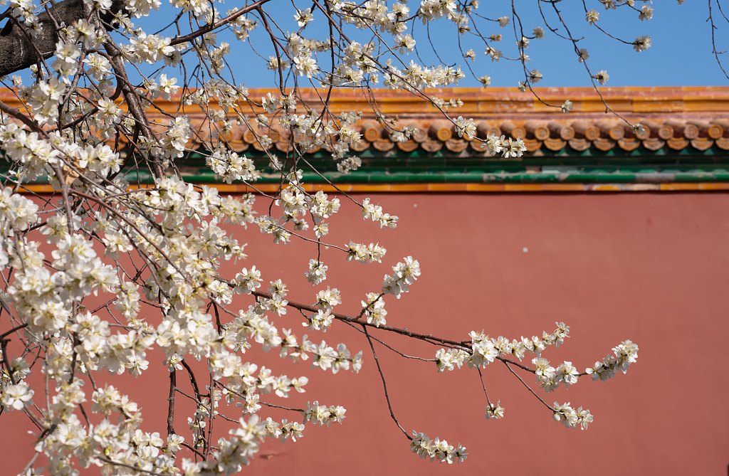 资料图:2021年3月16日,北京迎来了蓝天白云的晴好天气,故宫的山桃花