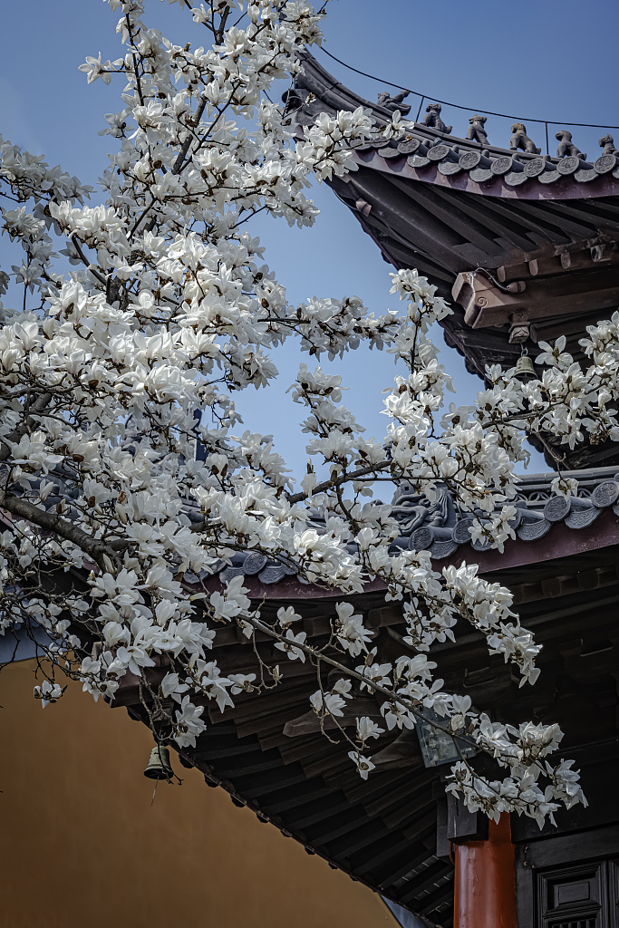 南京灵谷寺 玉兰花开春满园