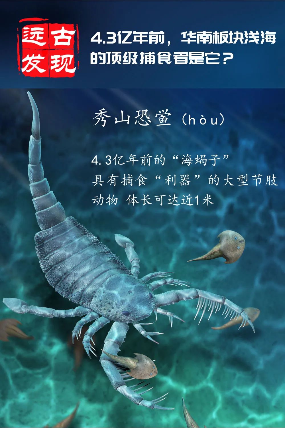 海洋中的板足鲎是一种重要的节肢动物,它们形似蝎子,故俗称"海蝎子"