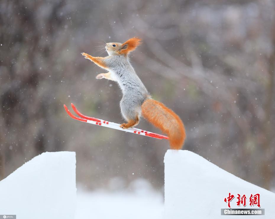 松鼠变身滑雪高手雪地中欢乐跳跃太萌了