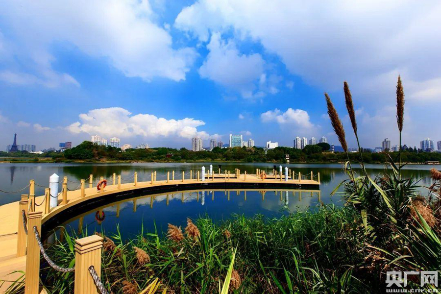 广东深圳华侨城国家湿地公园(央广网发 通讯员供图)