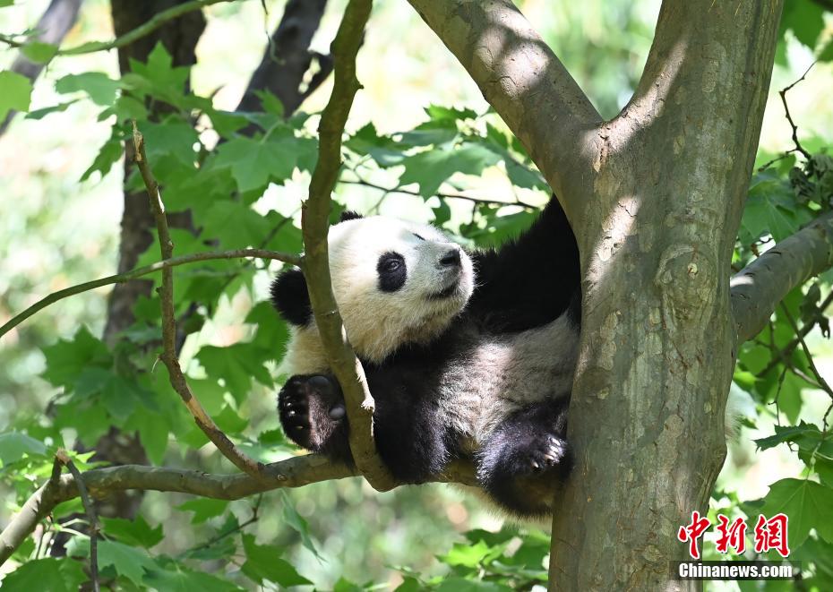 大熊猫树上卖萌憨态可掬