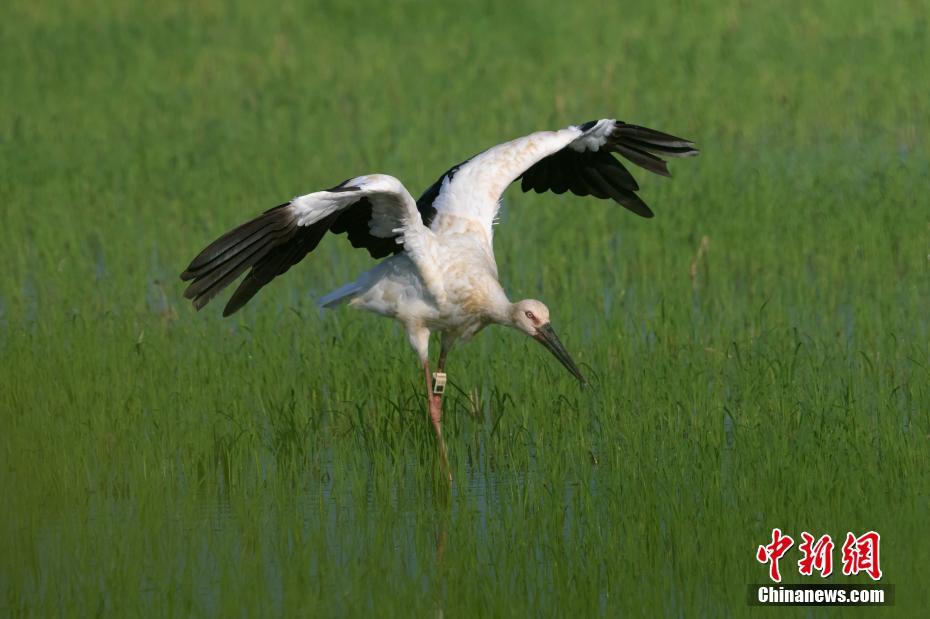 7月21日,国家一级保护动物—东方白鹳在江西省瑞昌市赤湖湿地嬉戏