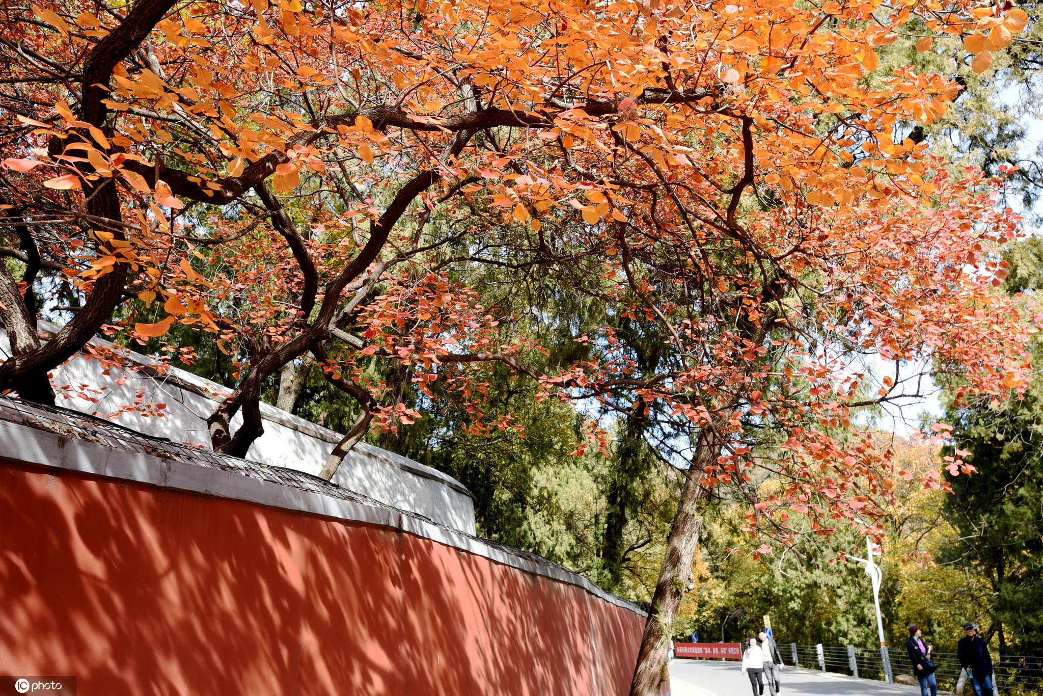 陶醉在北京的秋天里 潭柘寺秋景红黄相间引客来