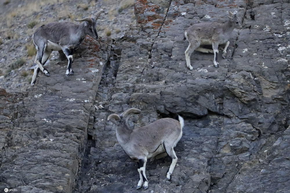 西藏吉隆沟偶遇国家二级保护动物岩羊02体色与岩壁融为一体