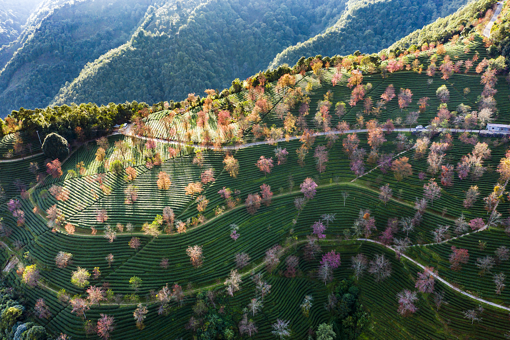 2020年12月7日,云南大理南涧县无量山樱花谷,茶园中的冬樱花盛开.