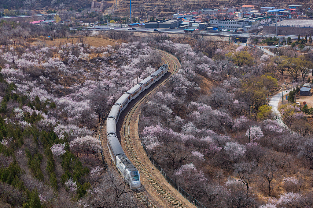 北京:居庸关花海山桃花绽放 开往春天的列车正当时