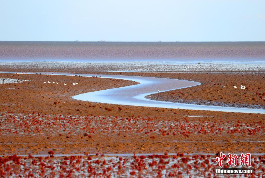 黄河入海口滩涂湿地成红地毯