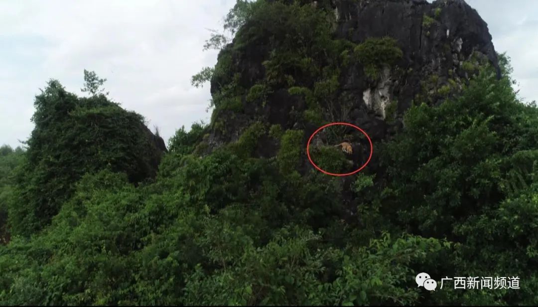 广西一山上现金黄色不明生物专家勘查发现这位不速之客可能是