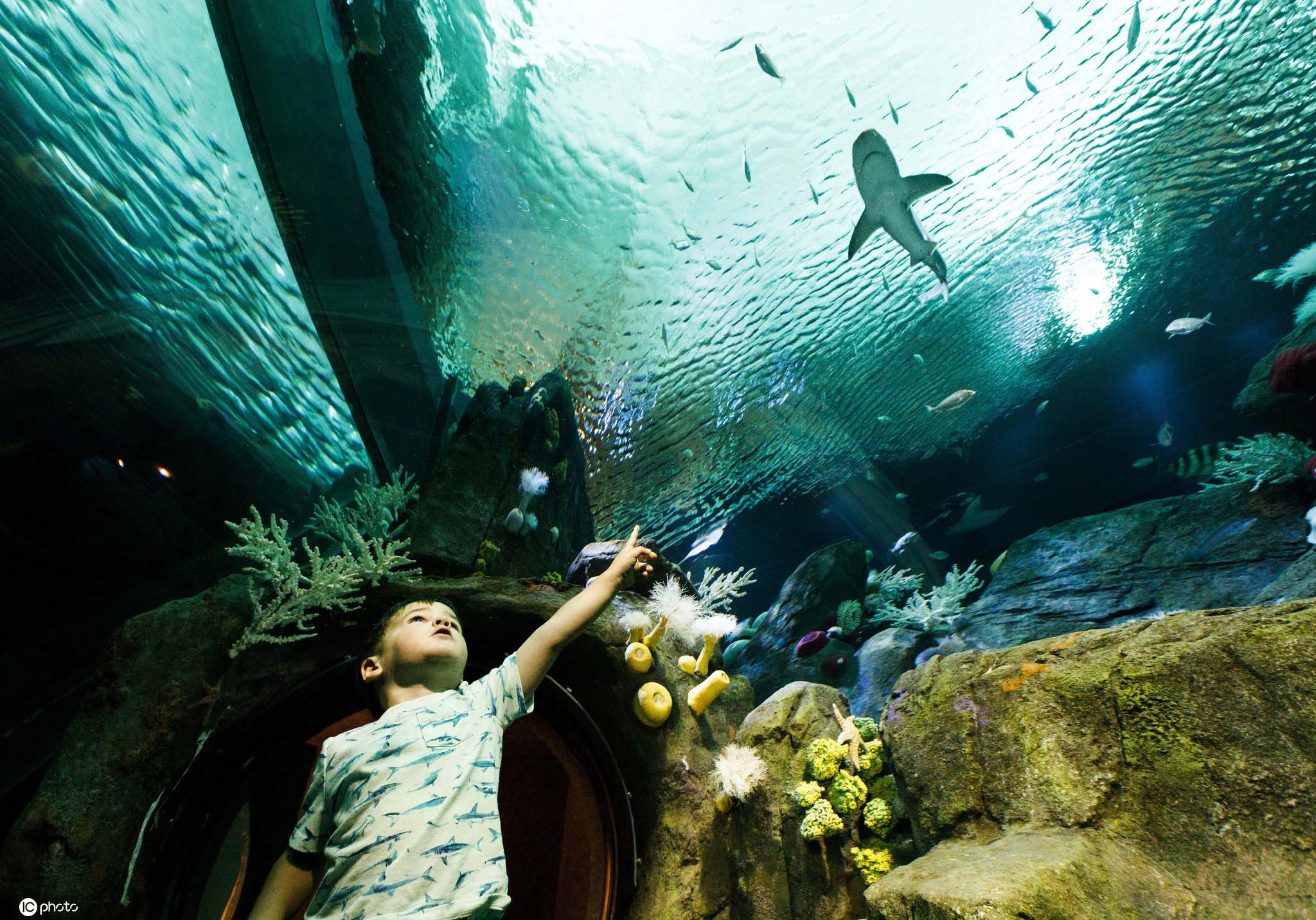 夏日畅游各国水族馆邂逅蓝色世界里的海洋精灵