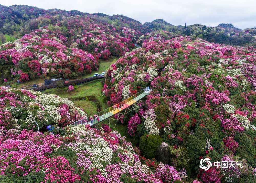 贵州毕节杜鹃花迎来最佳观赏期 姹紫嫣红美景"刷屏"