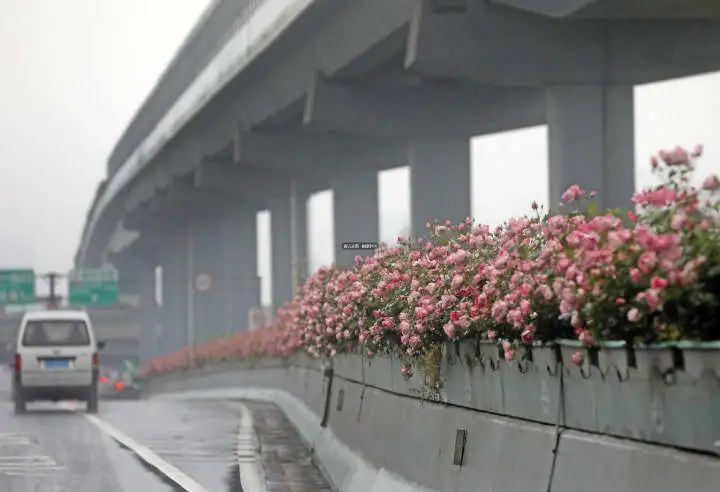 杭州是有多浪漫今天这幕刷屏又可以发朋友圈炫耀了
