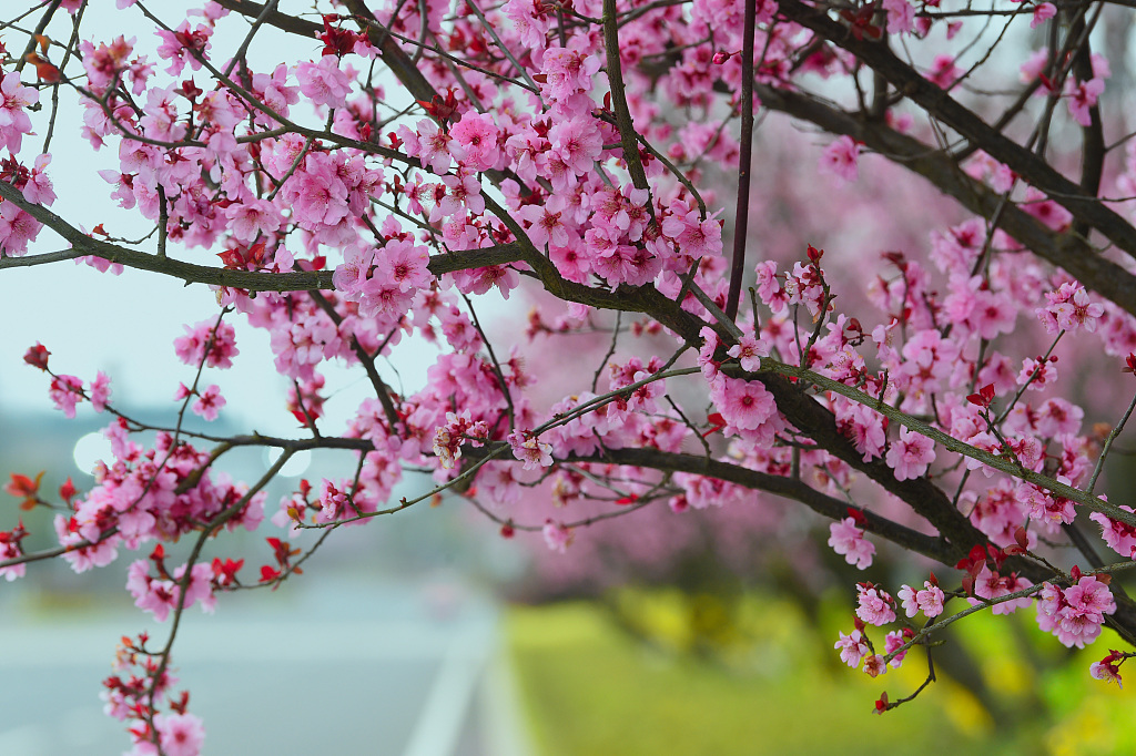 2021年3月7日,贵安新区,进入三月,各种鲜花盛开,呈现生机勃勃的景象.