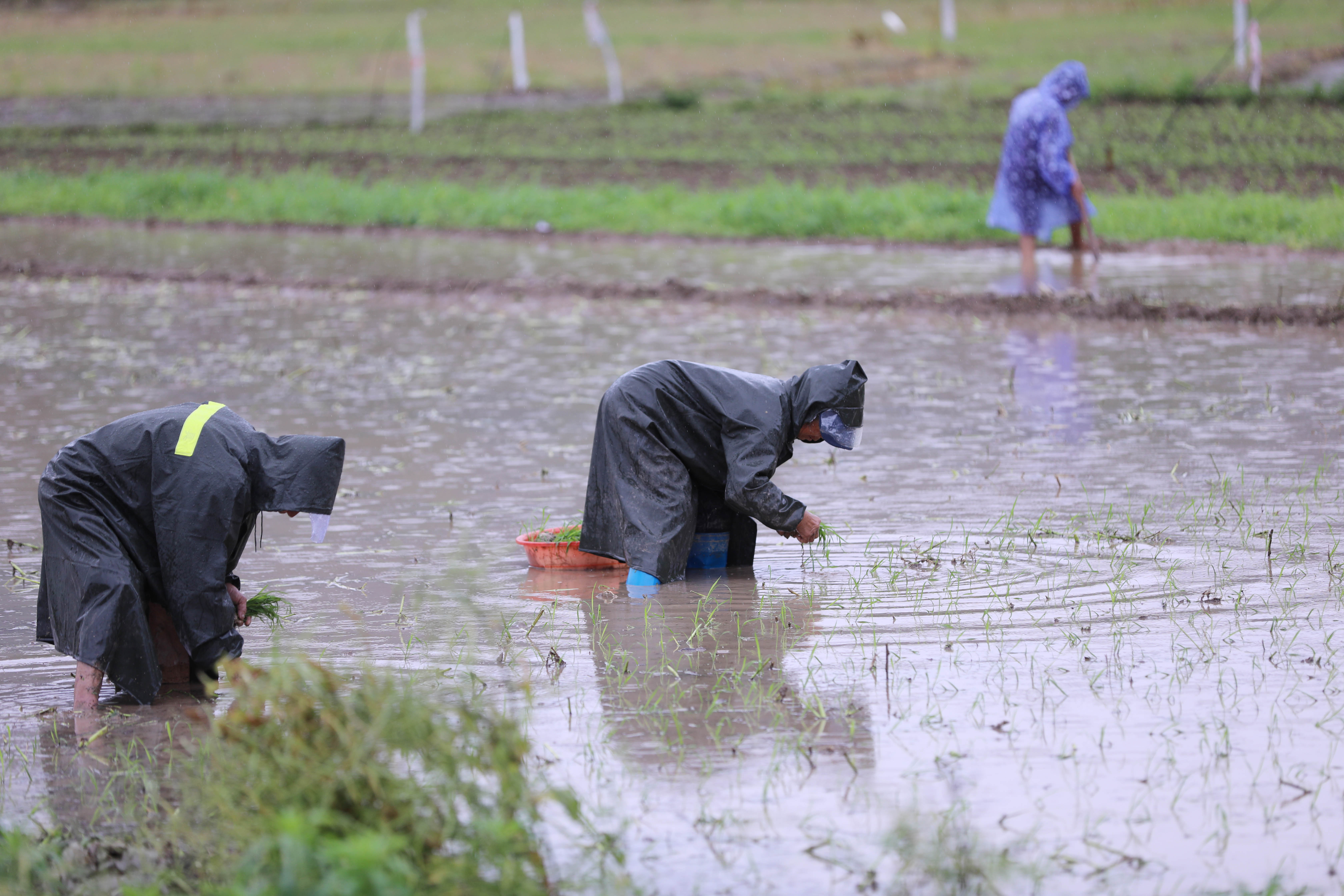 谷雨时节临近,湖南省永州市道县降雨增多,农民抢抓雨水天气,冒雨犁田