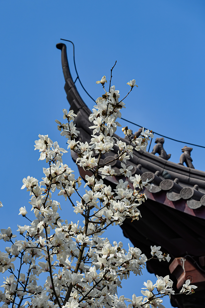 南京灵谷寺 玉兰花开春满园