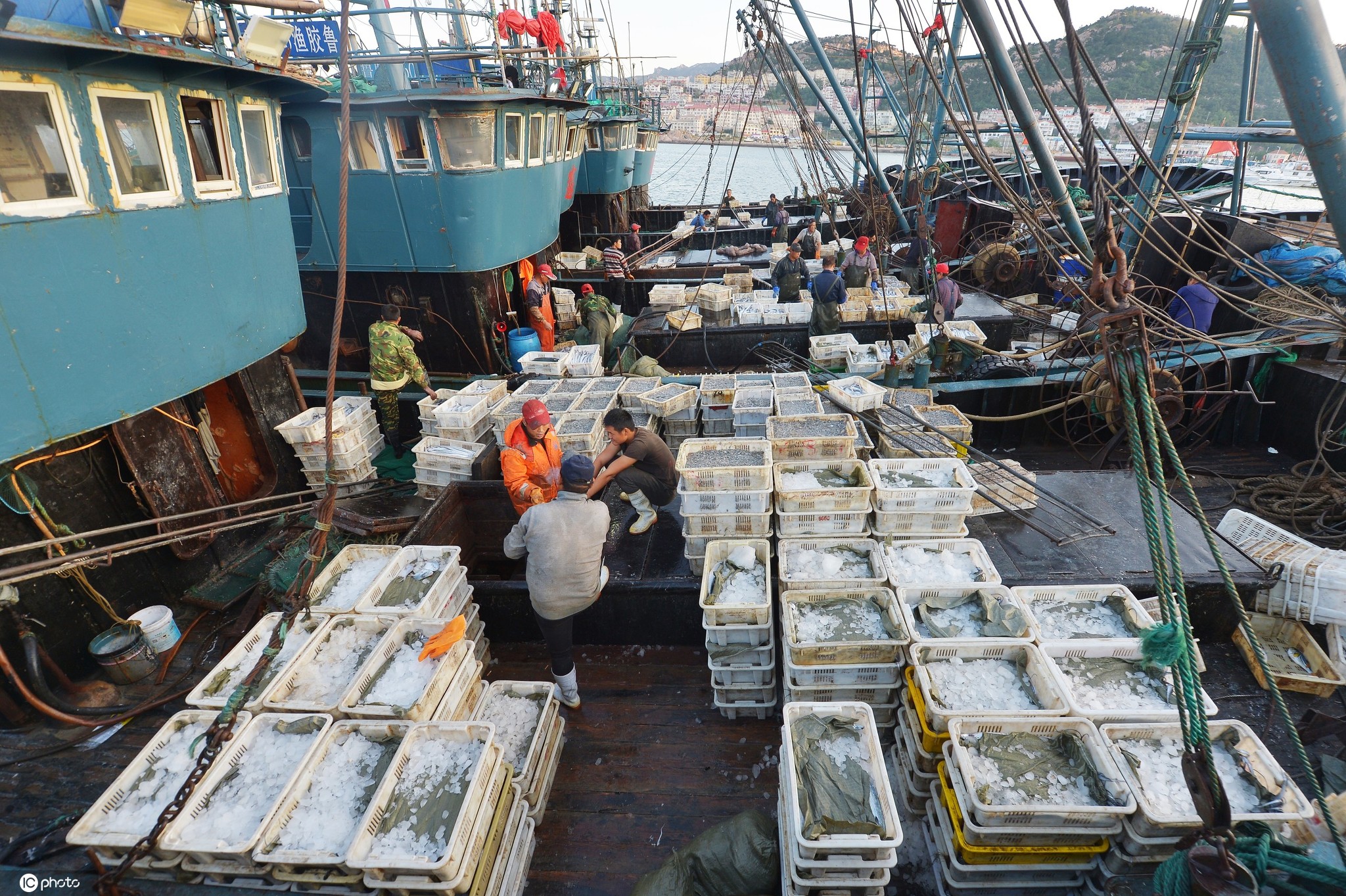 山东青岛:中秋临近渔业捕捞进入产销旺季渔港码头一片繁忙