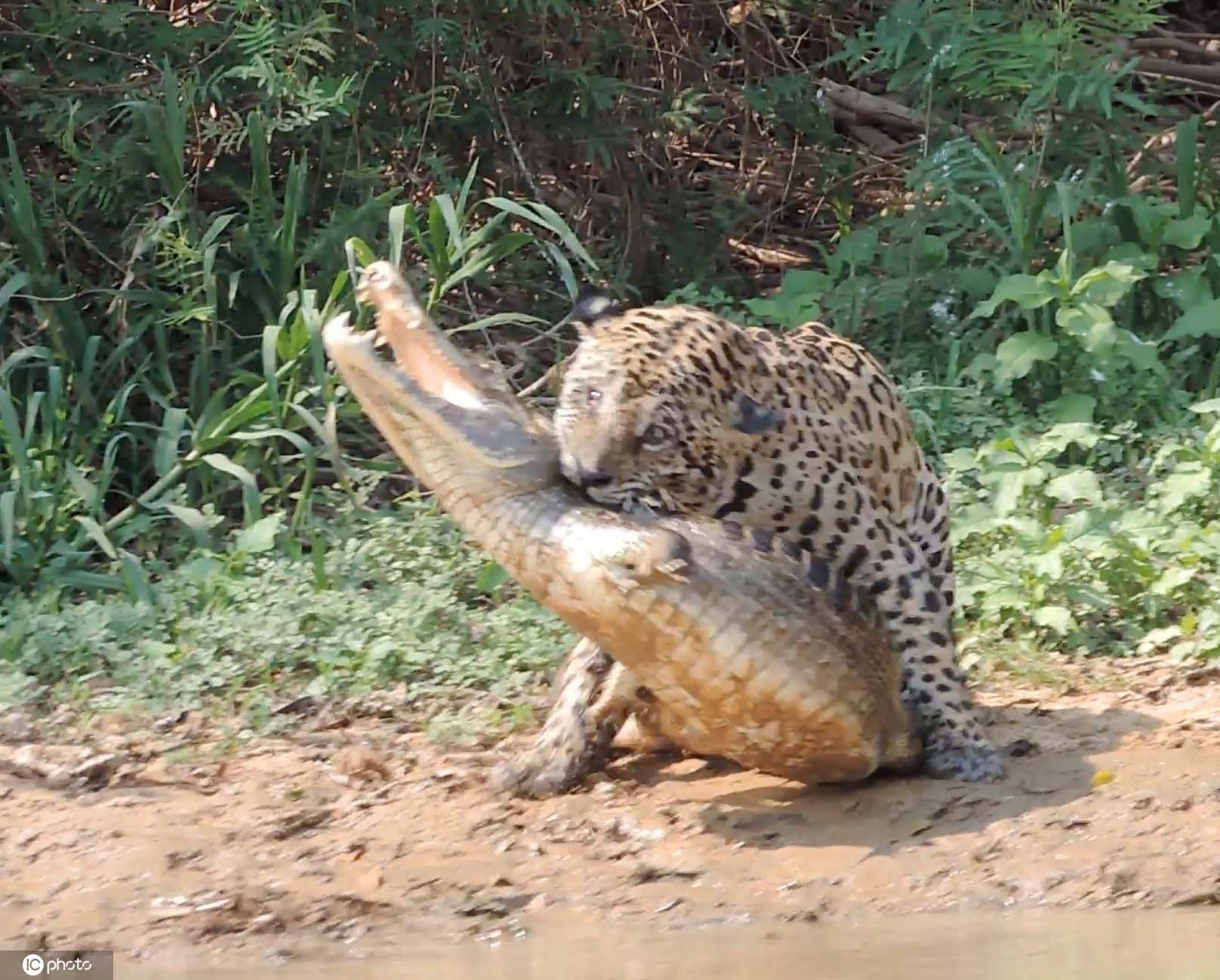 顶级掠食者大对决美洲豹猎食鳄鱼秒杀完胜