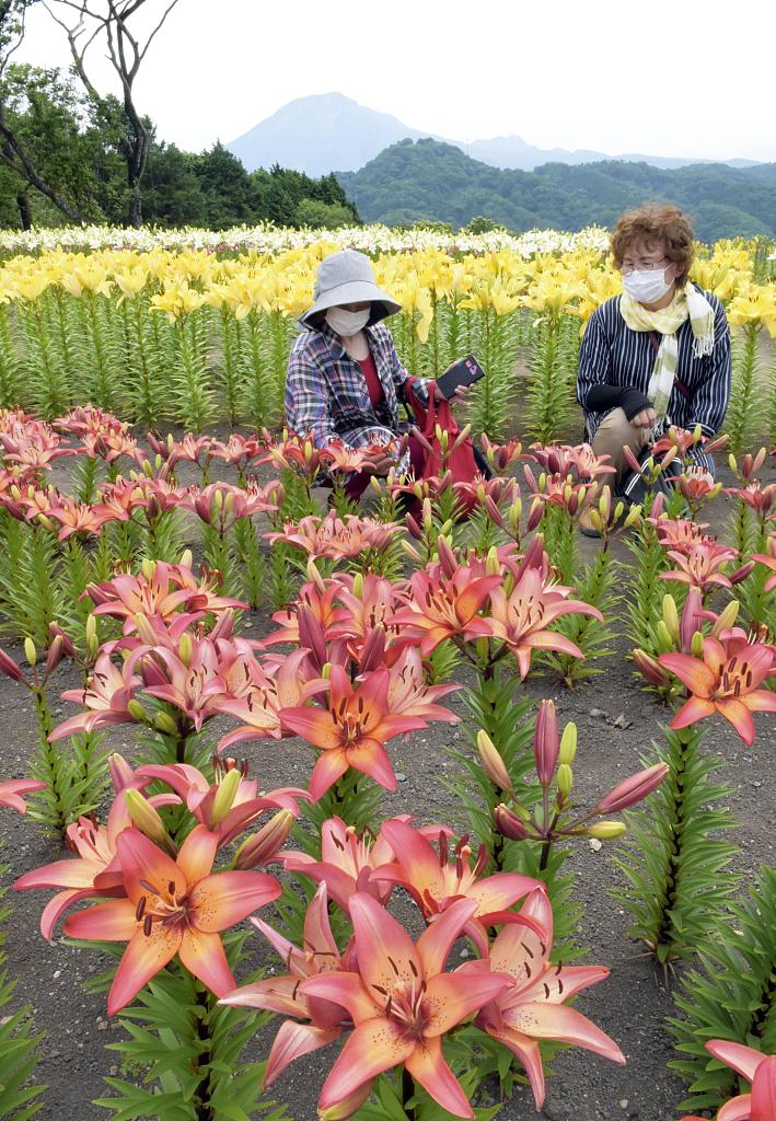 日本:各色百合花盛开