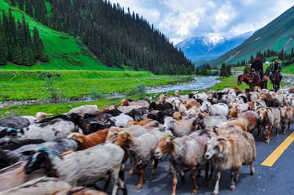2013年6月16日,新疆阿勒泰地区,牧民赶着羊群赶往夏季牧场.