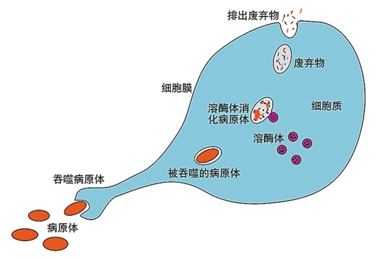 巨噬细胞吞噬被病毒感染的细胞示意图