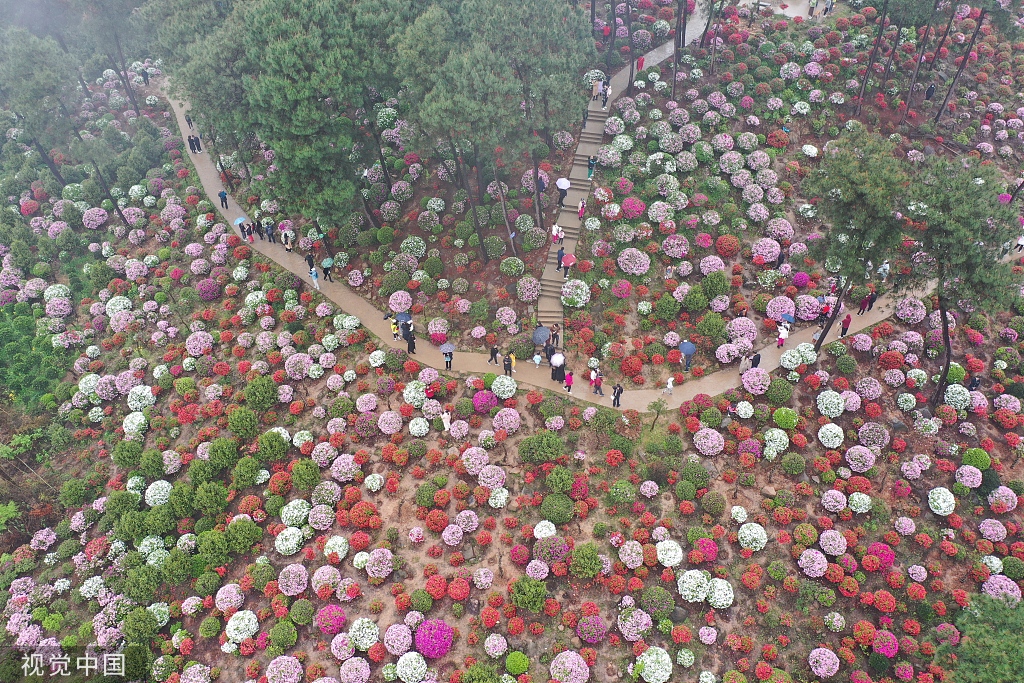 2022年3月27日,在重庆市南岸区放牛村,大片的杜鹃花在林荫下盛开.