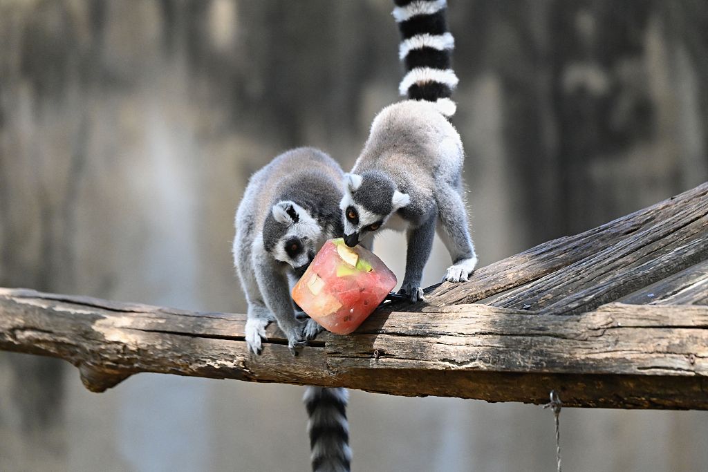 意大利罗马动物园狐猴高温天享受冷冻水果