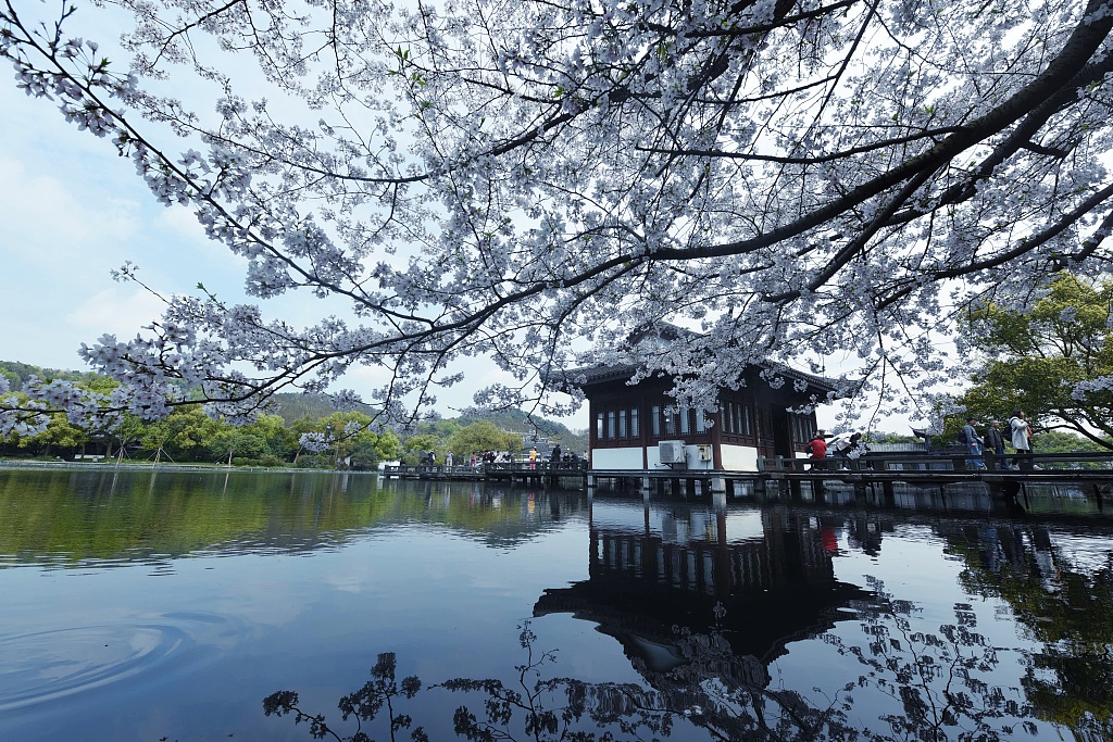 杭州:西湖樱花盛开美如画
