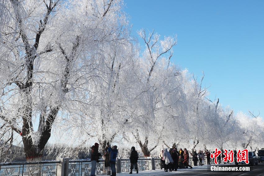 吉林市现2021新年雾凇 松花江岸银装素裹