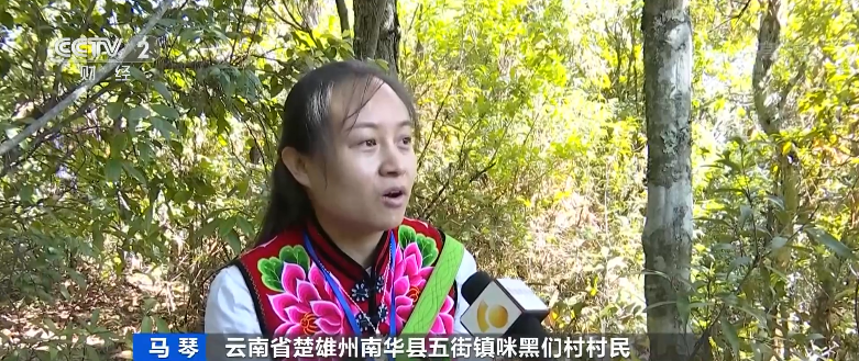 记者在南华县五街镇的一个野生菌基地里看到,村民们正忙着进行野生菌