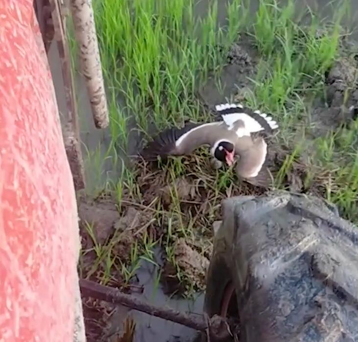 泰国鸟妈妈张开翅膀尖叫保护鸟蛋不被拖拉机碾碎