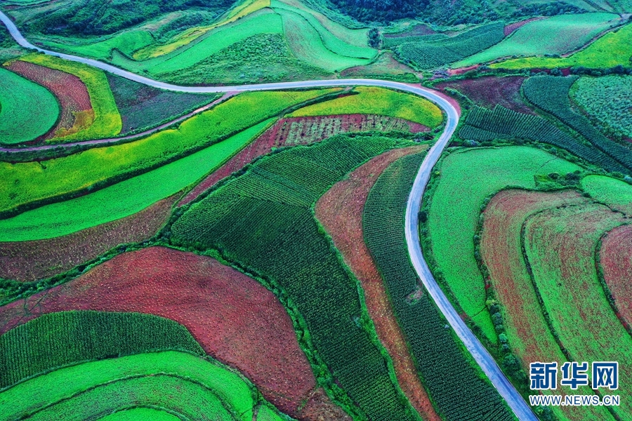 云南东川红土地披绿装