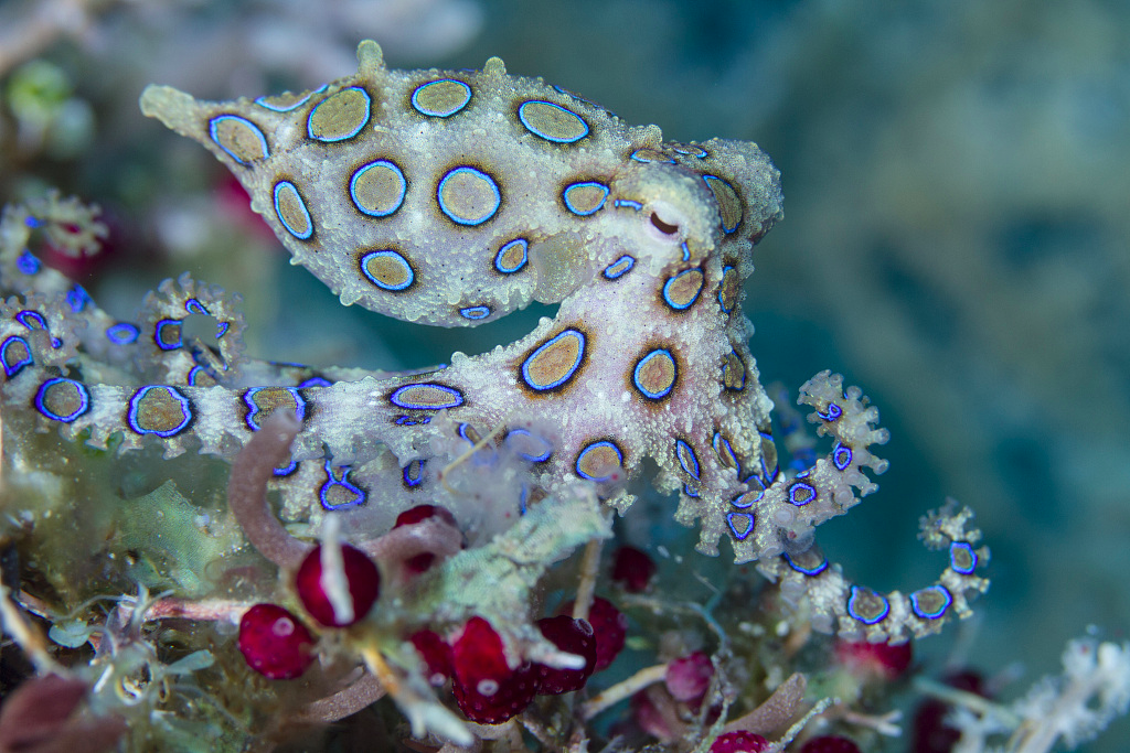 深圳海域惊现罕见剧毒蓝环章鱼我竟然和它对视了