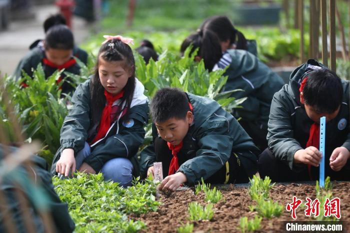 南京小学生走进菜园"乐植劳动"忙"农事"