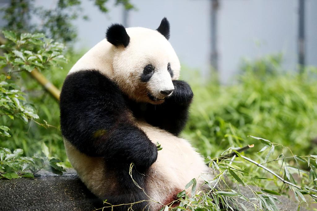 日本再次推迟送回人气大熊猫香香照理说(图)