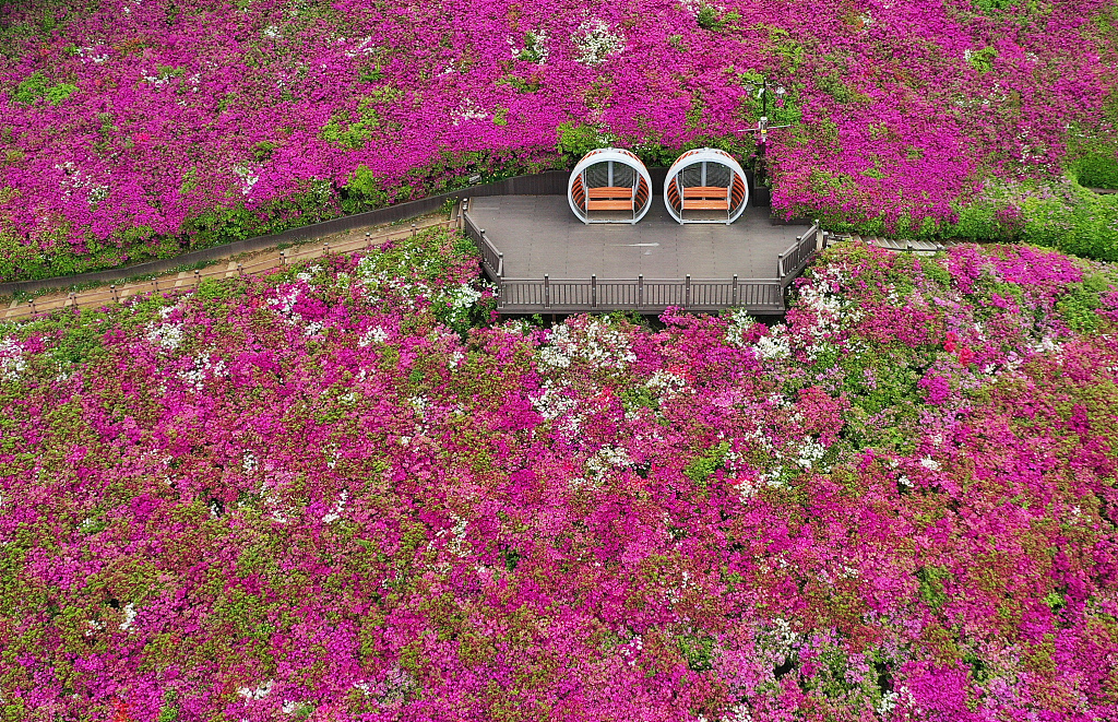 韩国京畿道杜鹃花盛放形成绝美花田