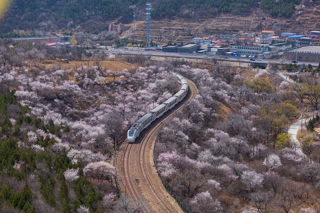 北京:居庸关花海山桃花绽放 开往春天的列车正当时