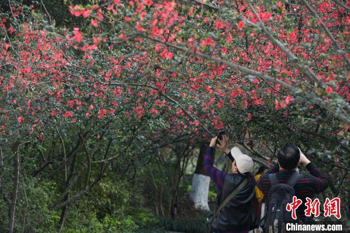 图为市民在重庆花卉园赏花游玩 周毅 摄