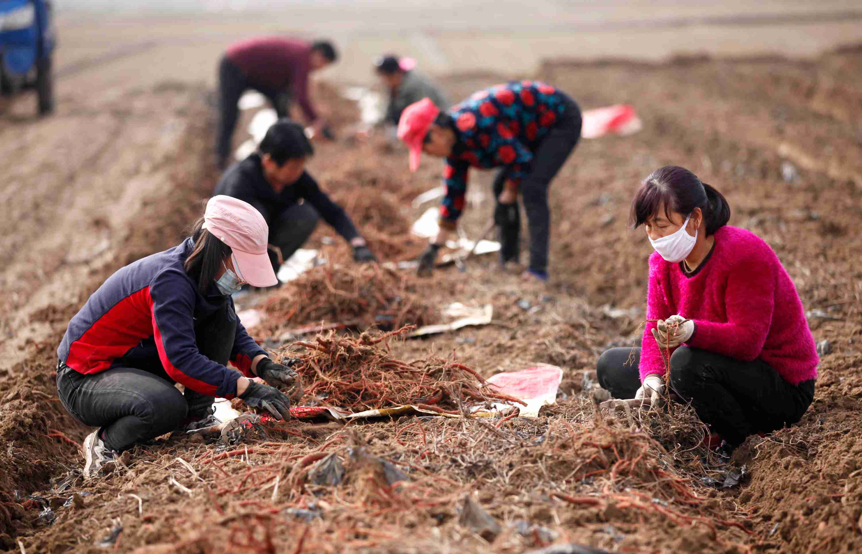 山西襄汾:惊蛰时节 药材种植助增收