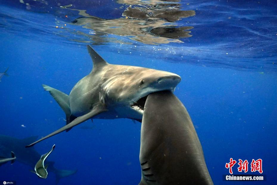 牛头鲨水下上演激烈搏斗