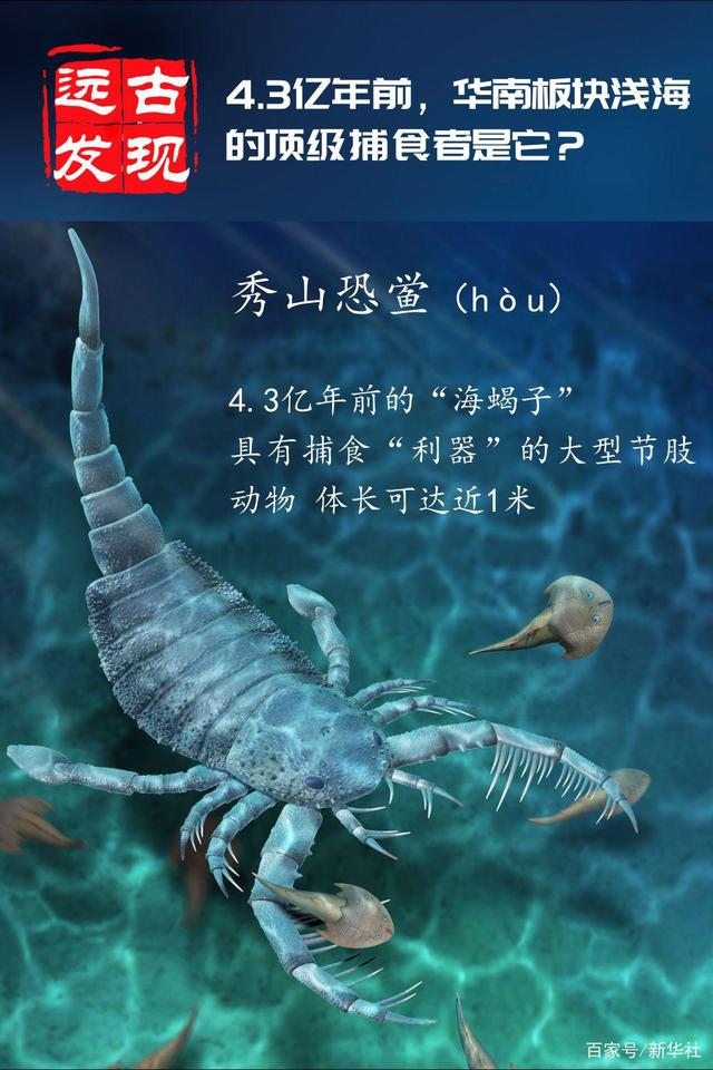 生活在古生代海洋中的板足鲎是一种重要的节肢动物,它们形似蝎子,故