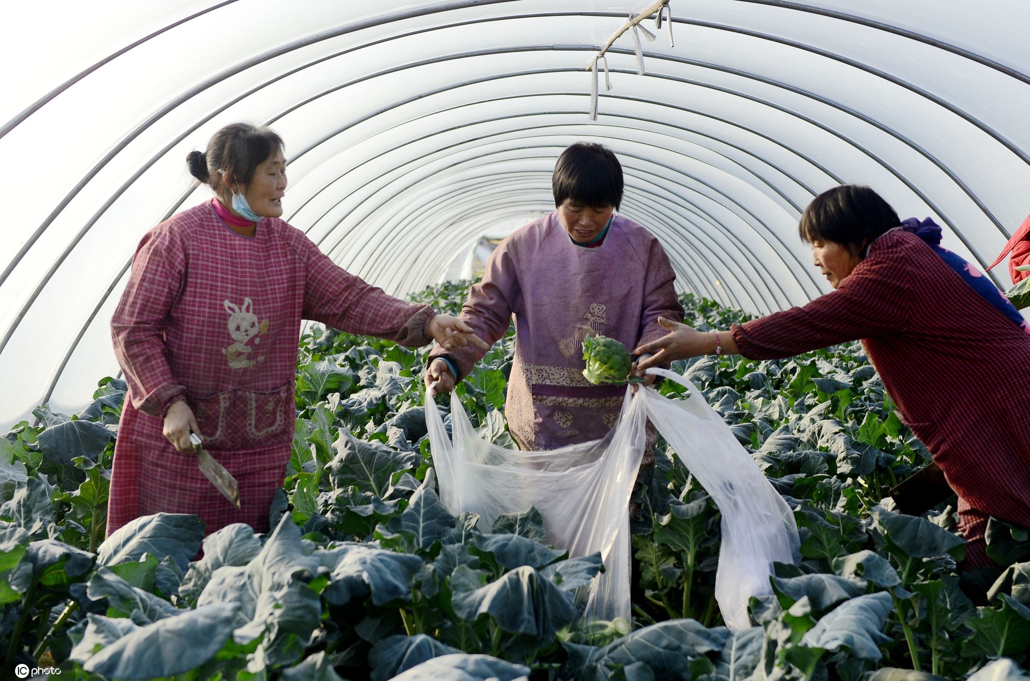 豫南最大反季节蔬菜基地 设施蔬菜供应全国市场