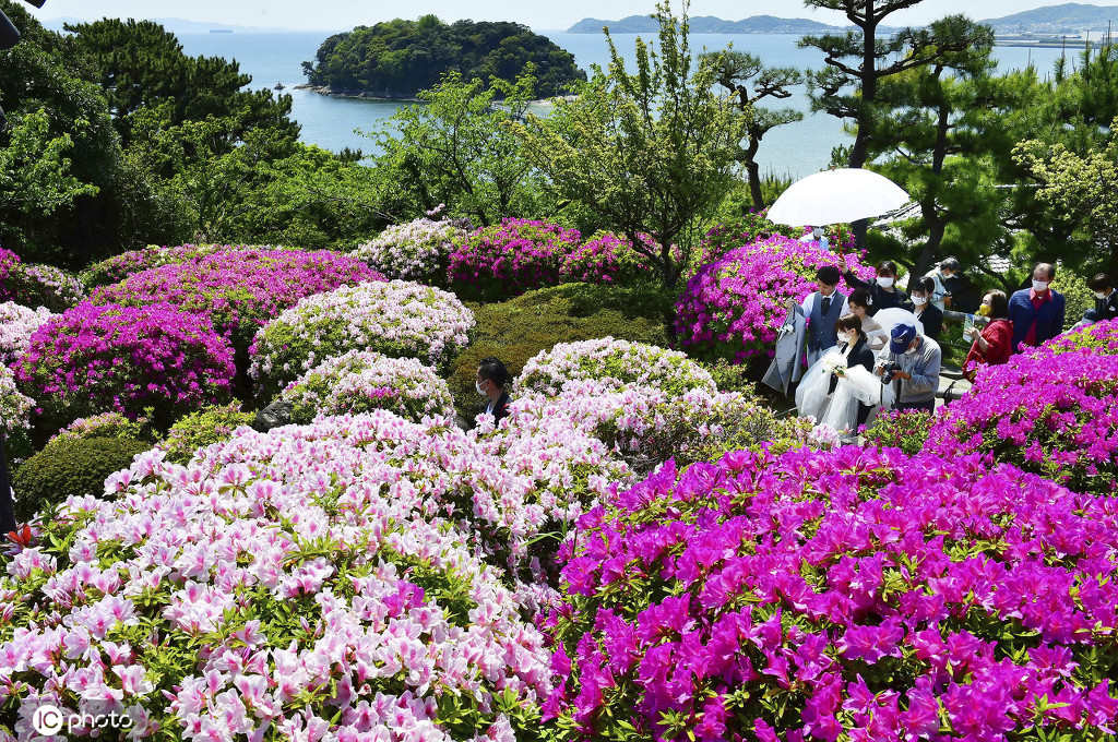 日本爱知县举行杜鹃花节 约3000株杜鹃花绚烂盛开