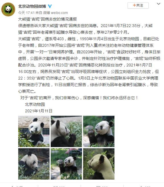 北京动物园:大熊猫"吉妮"因年老肾衰引起腹水,致心衰死亡