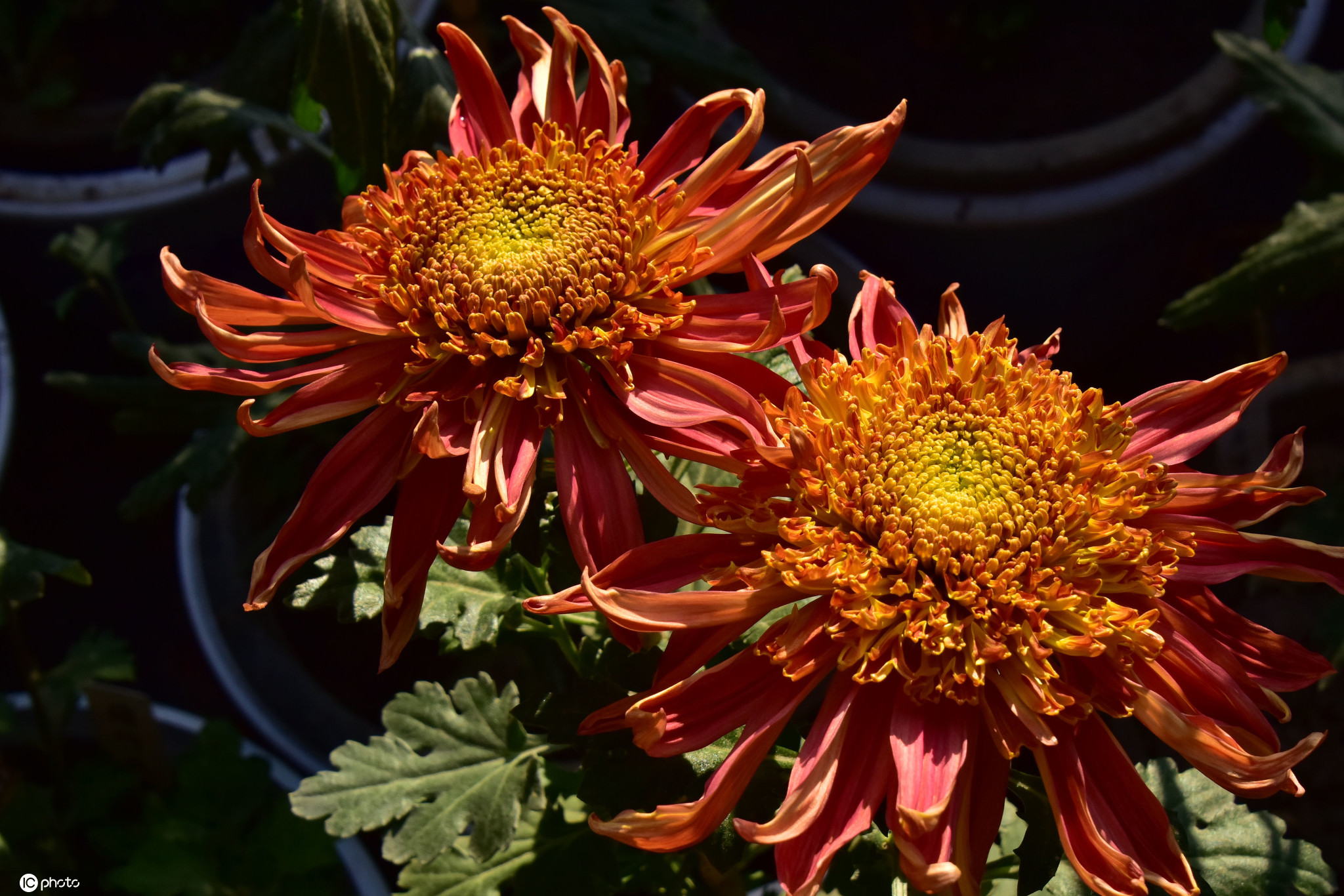 深秋到故宫赏菊花02七彩菊花大饱眼福